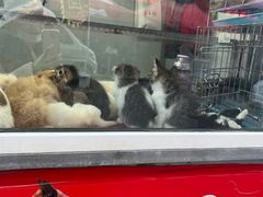 -哈尔滨道外花鸟鱼市场