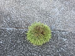 -牛背梁国家森林公园