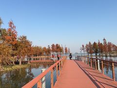 -贡湖湾湿地公园