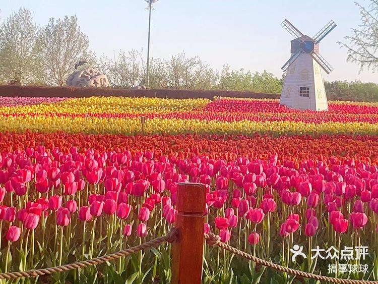 长阳公园郁金香花展图片