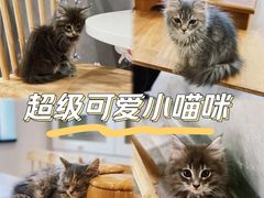 -楼上猫咖(罗湖店)