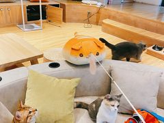 -啵啵喵·猫咖(攀华国际店)