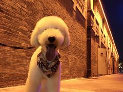 -小尾巴宠物店(万科·金域华庭店)