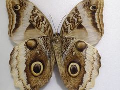 -上海昆虫博物馆