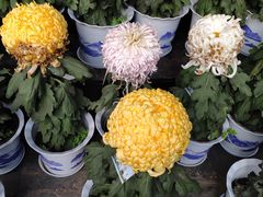 -杭州植物园