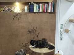 -楼上猫咖(罗湖店)