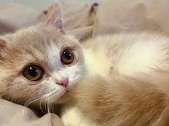 -momokira米努特·德文卷毛猫·棉花面纱犬