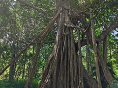 -中国科学院西双版纳热带植物园