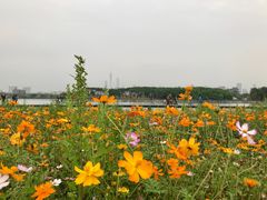 -海珠湖公园