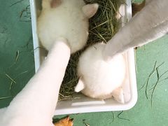 -藦茜花园宠物主题亲子互动体验馆(国顺东路店)