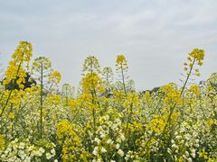 -中国天府农业博览园