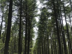 -塞罕坝国家级自然保护区