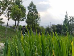 -两河城市森林公园