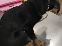 -瑞派名望志远动物医院·猫科·內科·异宠专科(直港大道店)
