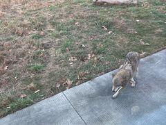 -上海野生动物园老虎餐厅