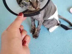-瑞派宠物医院·24小时骨科·心脏·核磁(哈尔滨南岗店)