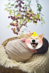 -小熊维尼高端儿童摄影(南山信和店)