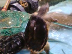 好努力爬嘅鳄鱼龟128元/斤-渔民新村(番禺总店)