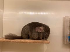 -龙猫仔乐园(惠福东路店)