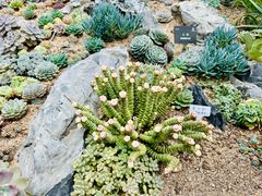 -深圳仙湖植物园