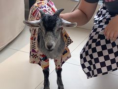 -怪兽屋·羊驼·猫咖·狗咖(俊华广场店)