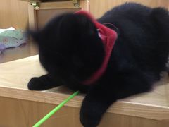 -滚猫咖啡·猫咖·猫友好撸猫(未来城店)