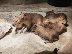 -Zoolung Zoolung动物主题公园(海信广场店)