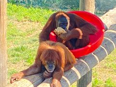 -西霞口神雕山野生动物世界