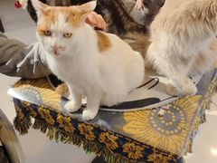 -平行世界·猫咖(首经贸店)