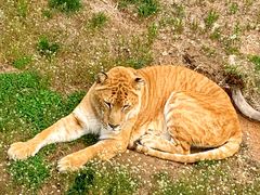 -西霞口神雕山野生动物世界