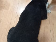 -是阿柴呀！柴犬咖啡·爱喵喵猫咖