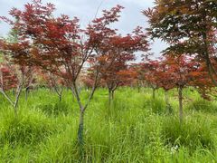 -桤木河湿地公园