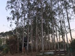 -三圣花乡旅游区