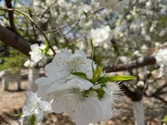 -永定河休闲森林公园
