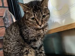 -豆逗聊愈猫阁Easy Life