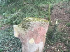 -上海佘山国家森林公园天马山园