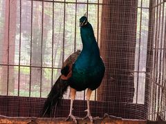 -武陵山森林公园