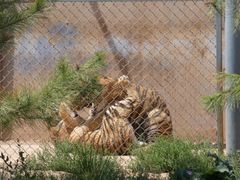 -青藏高原野生动物园