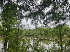 -上海长兴岛郊野公园