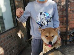 -柴犬高等学院·狗咖·柴犬售卖·宠物训练