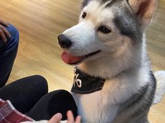 -Husky Go! 哈士奇体验馆·宠物咖啡厅狗咖