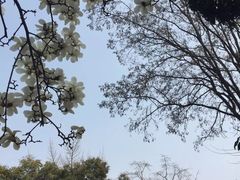 -西安青龙寺遗址景区