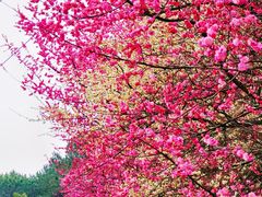 -铁山坪森林公园