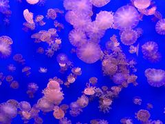 -江和美海洋公园