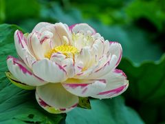 -陈家山荷花公园