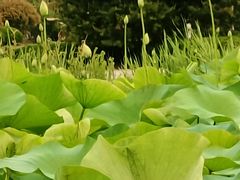 -亚沙水生植物园