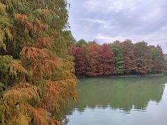 -上海海湾国家森林公园