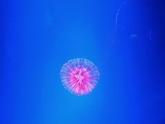 -芜湖新华联大白鲸海洋公园