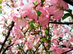 android_upload_pic-高东镇樱花园