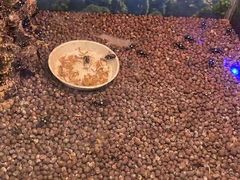 -上海大自然野生昆虫馆